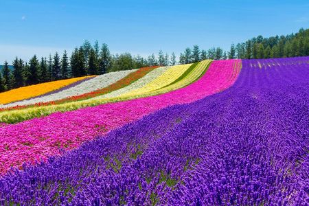 Furano & Biei Customised Private Day Tour (Up to 8 Pax/11 Hours)