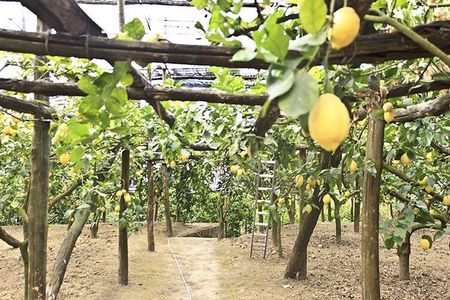 Sorrento Farm by Tuk Tuk: Cheese, Limoncello & Hands-On Pizza