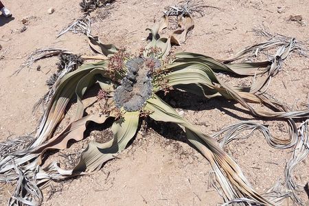 Walwitschia Plan Moonlandscape &Namib Desert Explorer Day Tour