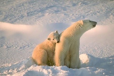 Ounasvaara and Ranua Zoo