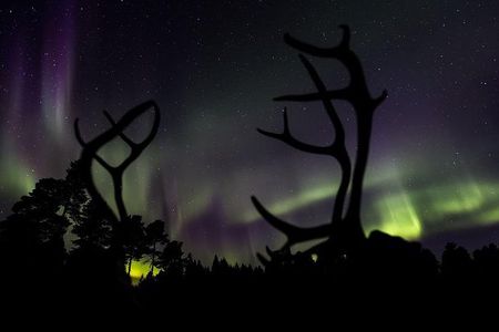 Small-Group Night of Reindeer and Northern Lights