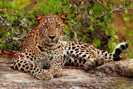 All inclusive Private jeep safari at Yala National park