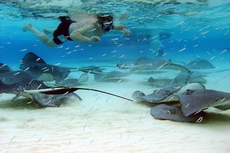 Starfish Point, Stingray City & Coral Garden (3-STOP Adventure)