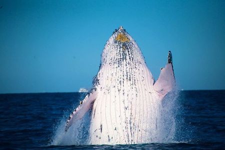 Whale Watching Cruise from Mooloolaba