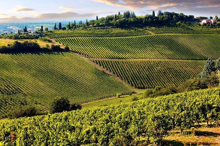 Chianti Half-Day Wine Tour in the Tuscan Hills Small Group from Lucca