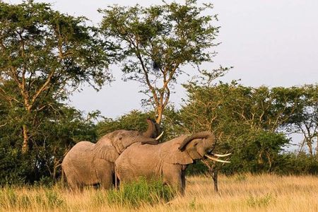 5-Day Pearl of Africa Chimps and Gorilla Trekking Safari