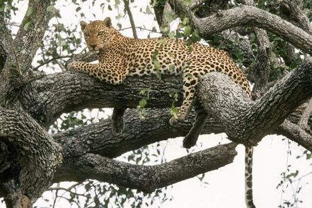 6-Day Murchison Falls, Chimp Trekking and Big Game Combo