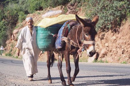 Private Half-day Trip To Ourika Valley From Marrakech Including Camel Ride 