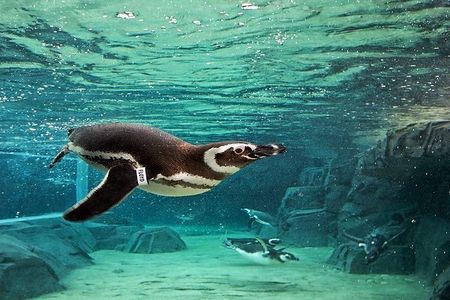 Skip the Line: Aquarium of the Pacific General Admission Ticket