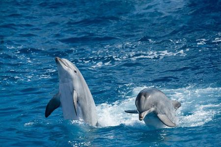Overnight Snorkeling Trip At Satayh Dolphin Reef From Marsa alam