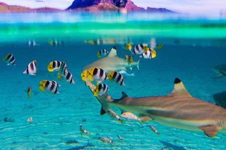 Full-Day Bora Bora Lagoon Cruise Including Snorkeling with Sharks and Stingrays