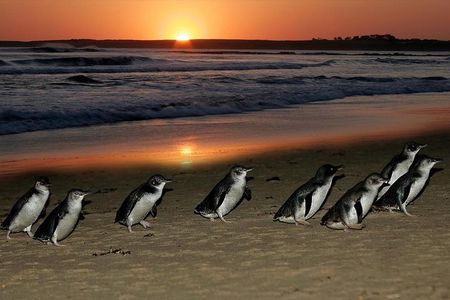Phillip Island Penguin and Koala Highlights Day-Trip from Melbourne