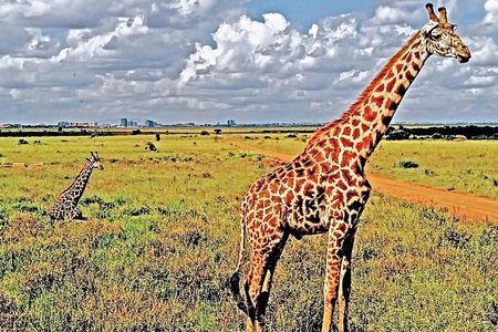 Nairobi National Park and Giraffe Center Tour