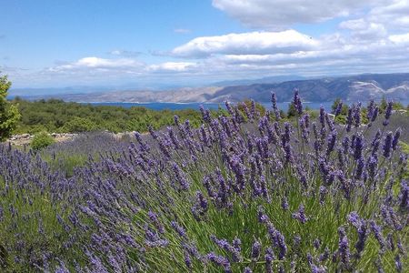Hvar Lavender Tour