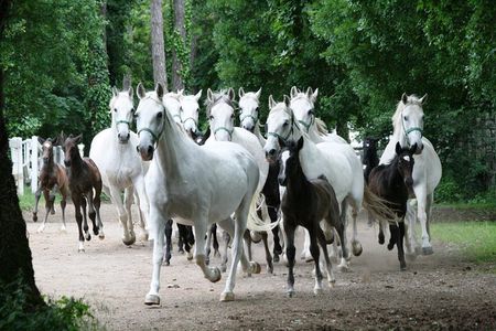 Lipica Stud Farm- Private Experience from Koper