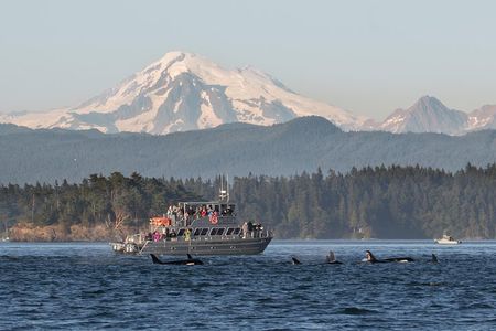 Guaranteed Whale Watching Tour