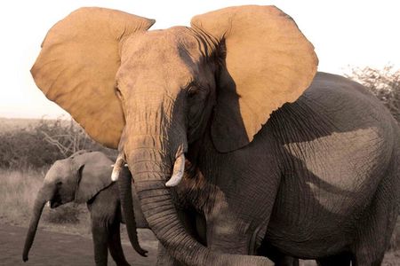 Fully inclusive Pilanesberg safari from Johannesburg