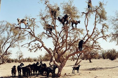Goats on the Tree Trip in Agadir