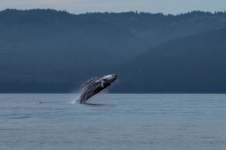 Hoonah Whale Tours