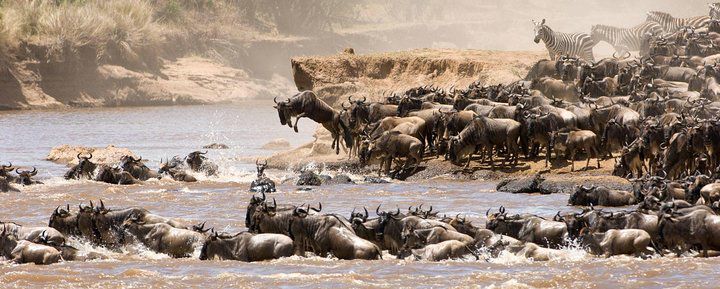 6 Days Luxury Migration Safari-Northern Tanzania
