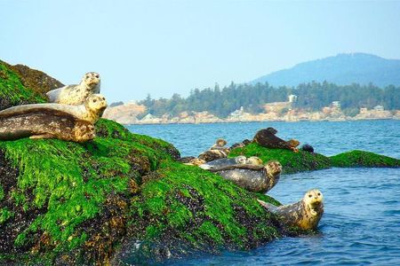 Vancouver City and Seal Colony Scenic Boat Tour