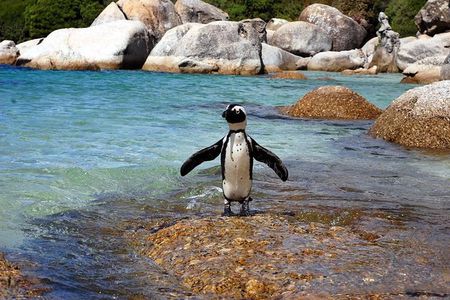Cape Town: Cape Peninsula Private Tour Full Day