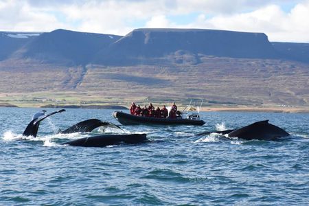 Akureyri Express Whale Watching by RIB boat