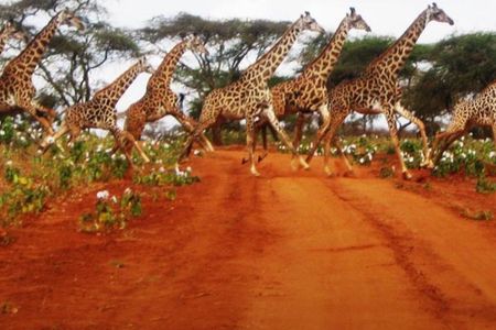 Naivasha Full Day Safari