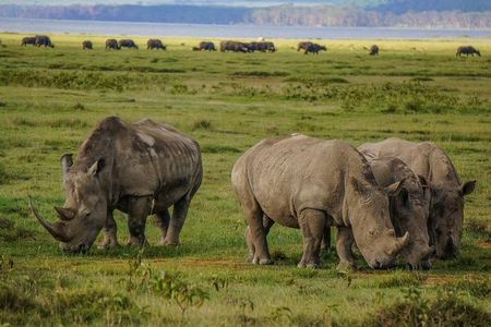 Lake Nakuru National Park Full Day