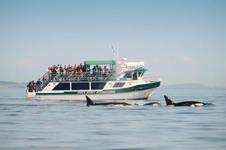 Victoria Whale Watching Tour on a Covered Vessel