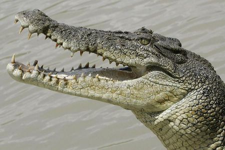 Crocodiles Park Ticket With Transfers