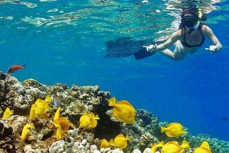 Kealakekua Bay Captain Cook Snorkel Adventure