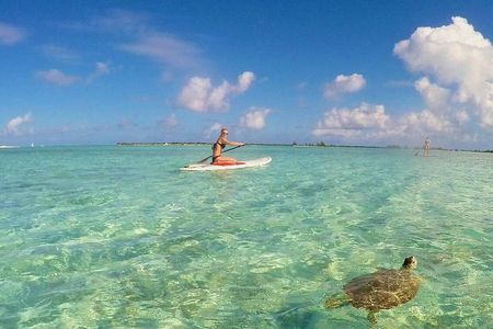 Turtle Eco Tour on Stand-Up Paddleboards or Kayaks into the National Marine Park