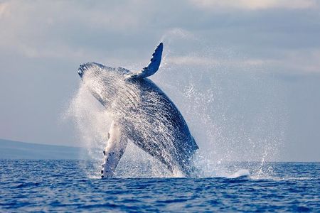 Whales Watching in pacific sea of Colombia