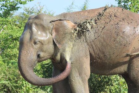 Private Half Day Safari in Udawalawe National Park