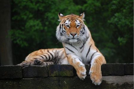 11 Days Delhi Agra Ranthambore Udaipur Jaipur Delhi Tour
