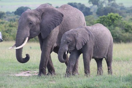 3 days masai mara safari from Nairobi