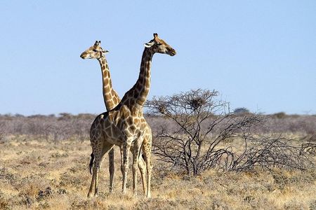 4 Day Etosha National Park and Swakopmund Camping