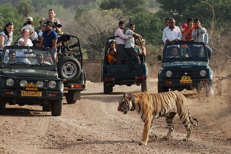 8 Day Golden Triangle Tour with Ranthambore {Taj , Tigers & More}
