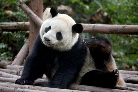 14-Day Small-Group Tour to Beijing, Xi'an, Chengdu, Yangtze, Chongqing, Shanghai