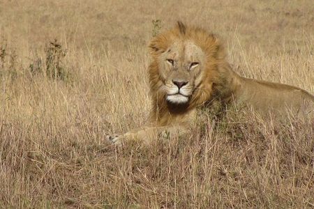 Lake Nakuru National Park - Full Day Tour