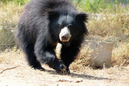 Bear Rescue Center and Wonderful Taj Mahal