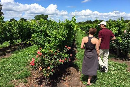 Uruguay Winery Visit and lunch with Wines!
