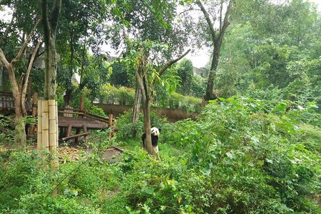 All-Inclusive Chengdu Highlight Panda Trip and Customizable Sites