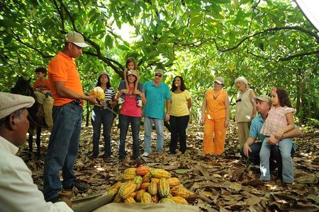 Cacao Plantation and Chocolate Factory Tour- Classic