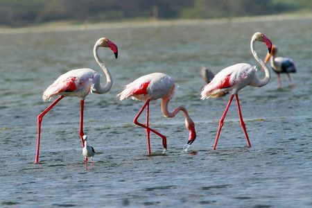 Half Day Safari at Bundala National Park