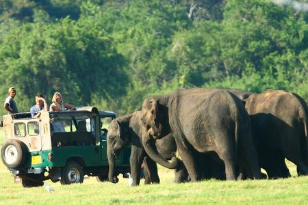 From Anuradhapura: Minneriya National Park Private Jeep Safari