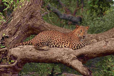 Exclusive : Full Day Leopard Safari at Yala National Park