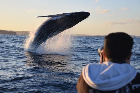 Sydney Whale-Watching Experience