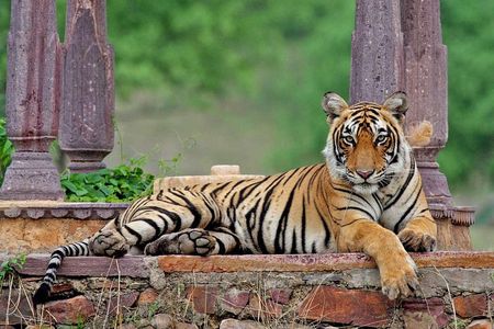 Ranthambore Wildlife Safari Tour From Jaipur Including Transfers